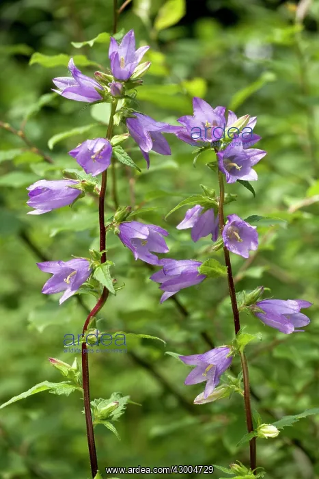: Nettle-leaved Bellflower : Nettle-leaved Bellflower