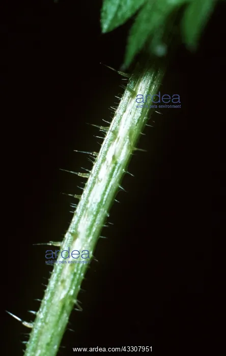 : NETTLE STEM - stinging hairs close-up : NETTLE STEM - stinging hairs close-up