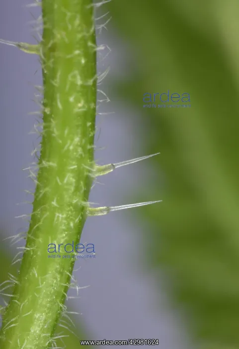 : Nettle - Stinging hairs : Nettle - Stinging hairs