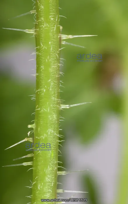 : Nettle - Stinging hairs : Nettle - Stinging hairs