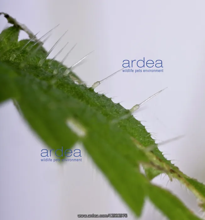 : Nettle - Stinging hairs : Nettle - Stinging hairs