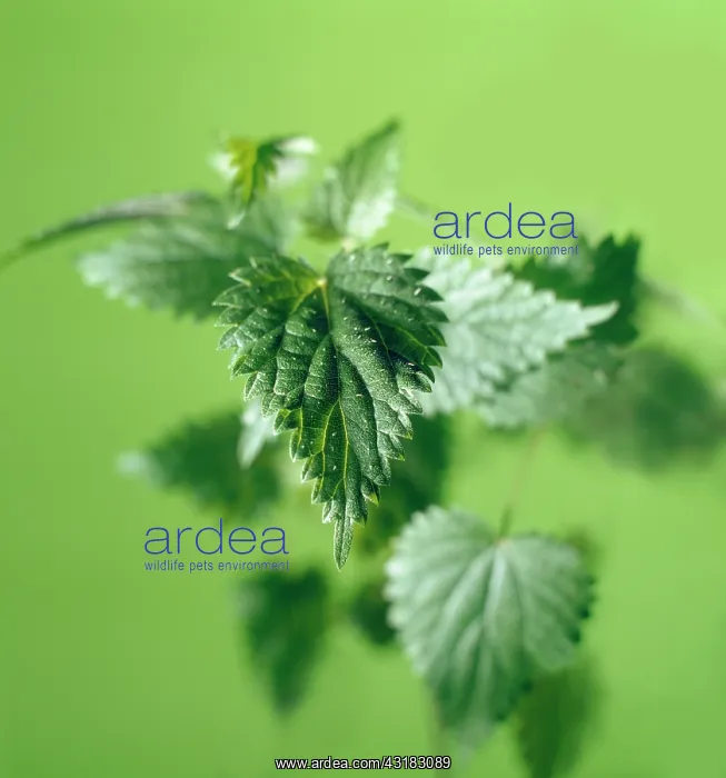  : Nettle, Stinging nettle, Urtica dioica, A group