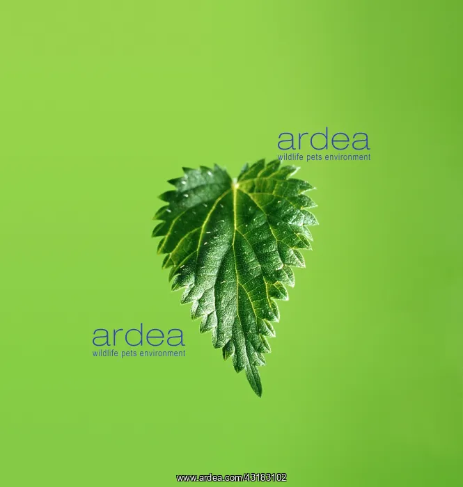 : Nettle, Stinging nettle, Urtica dioica, A single : Nettle, Stinging nettle, Urtica dioica, A single