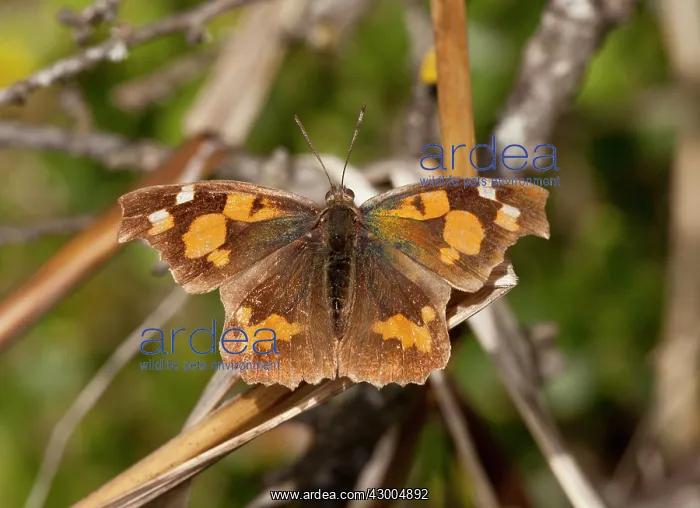 : Nettle-tree butterfly : Nettle-tree butterfly