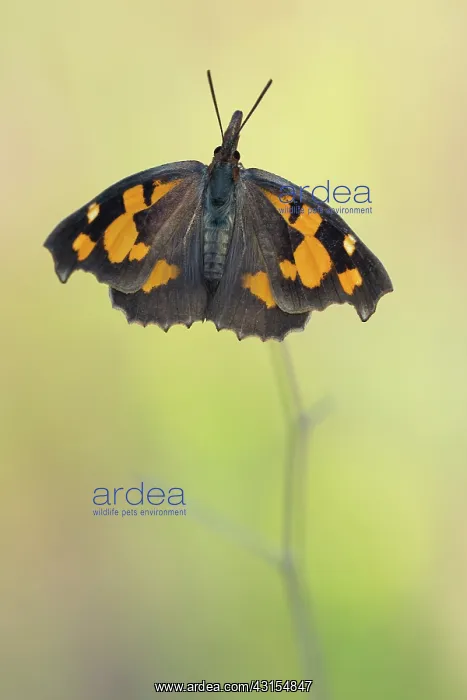 : Nettle-tree Butterfly : Nettle-tree Butterfly
