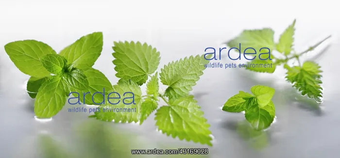 : Nettle, Urtica dioica sprigs arranged with peppermint : Nettle, Urtica dioica sprigs arranged with peppermint
