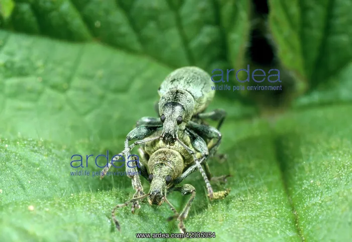 : Nettle Weevil - pair mating among nettle spines : Nettle Weevil - pair mating among nettle spines