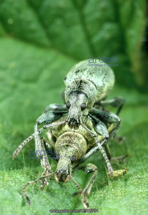 : Nettle Weevil - pair mating among nettle spines : Nettle Weevil - pair mating among nettle spines