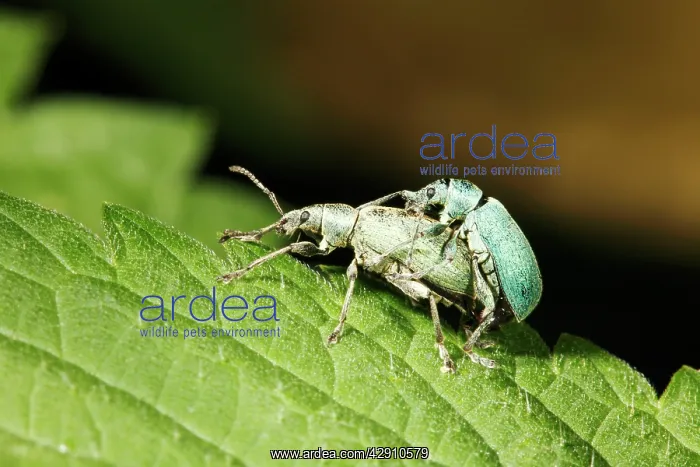 : Nettle Weevils - pair mating on nettle leaf : Nettle Weevils - pair mating on nettle leaf