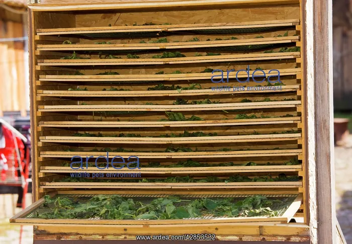 : Nettles being dried in solar drier for use in herbal tea : Nettles being dried in solar drier for use in herbal tea