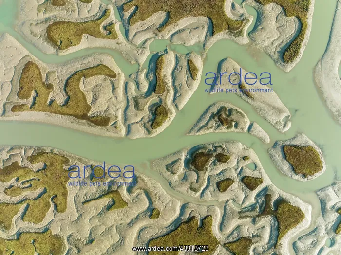  : Network of channels and streams at low tide. In
