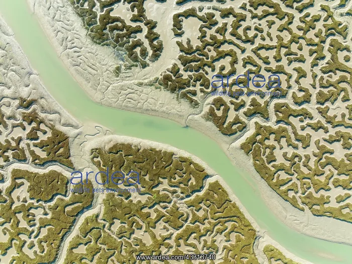 : Network of channels and streams at low tide. In : Network of channels and streams at low tide. In