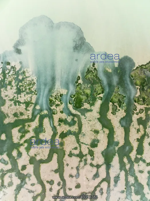 : Network of channels and streams at low tide at their : Network of channels and streams at low tide at their
