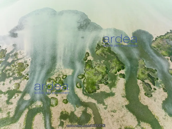  : Network of channels and streams at low tide at their