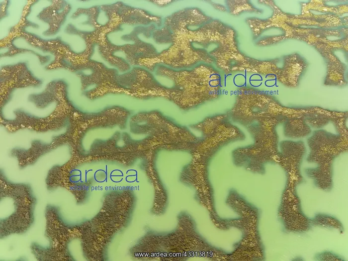 : Network of channels and streams at low tide. In : Network of channels and streams at low tide. In