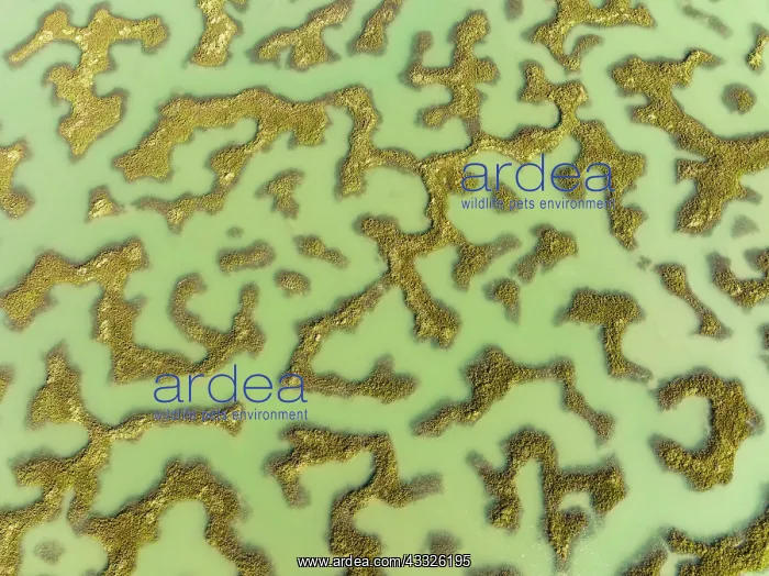 : Network of channels and streams at low tide. In : Network of channels and streams at low tide. In