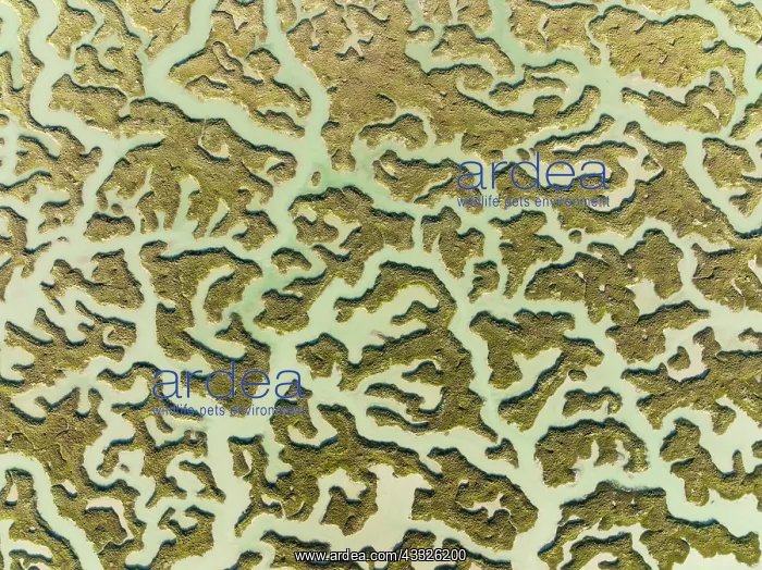 : Network of channels and streams at low tide. In : Network of channels and streams at low tide. In