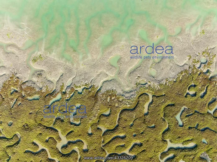 : Network of channels and streams at low tide. In : Network of channels and streams at low tide. In