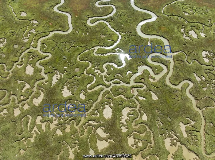 : Network of channels and streams at low tide. In : Network of channels and streams at low tide. In