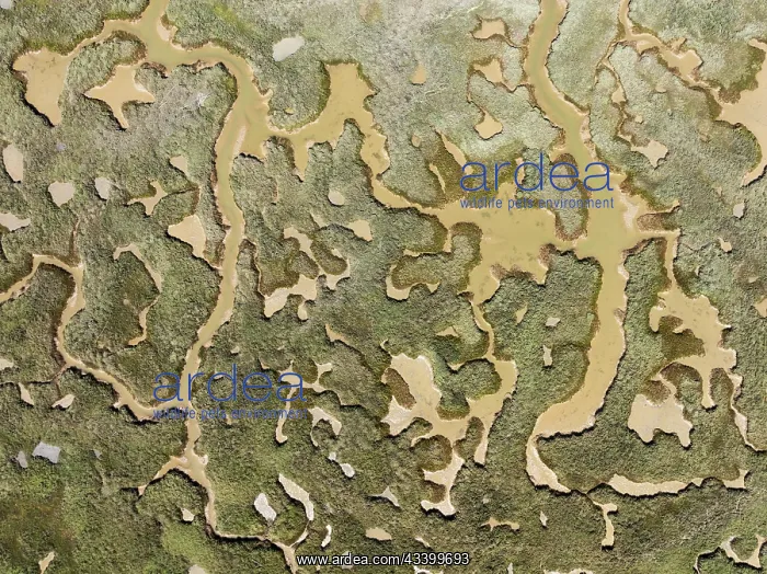 : Network of channels and streams at low tide. In : Network of channels and streams at low tide. In