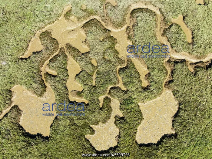 : Network of channels and streams at low tide. In : Network of channels and streams at low tide. In