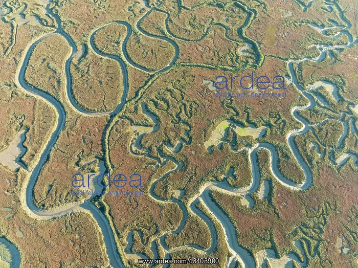 : Network of channels and streams at low tide. In : Network of channels and streams at low tide. In