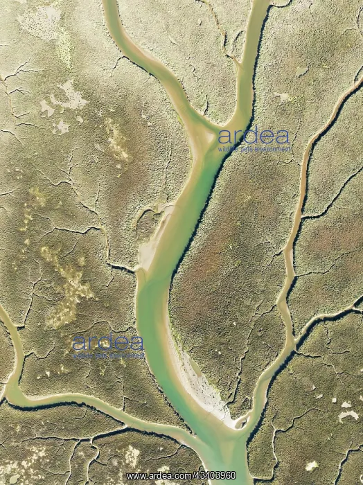 : Network of channels and streams at low tide in the : Network of channels and streams at low tide in the
