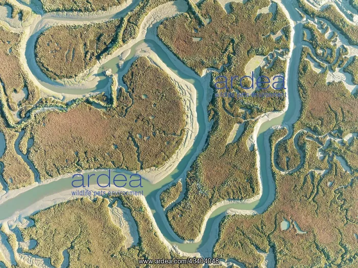 : Network of channels and streams at low tide. In : Network of channels and streams at low tide. In