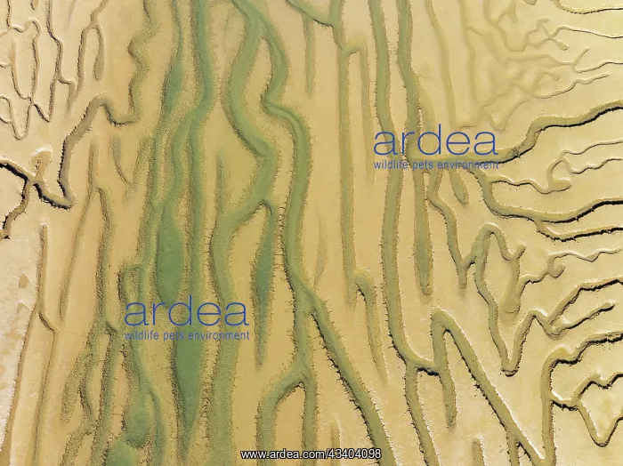 : Network of channels and streams at low tide. In : Network of channels and streams at low tide. In