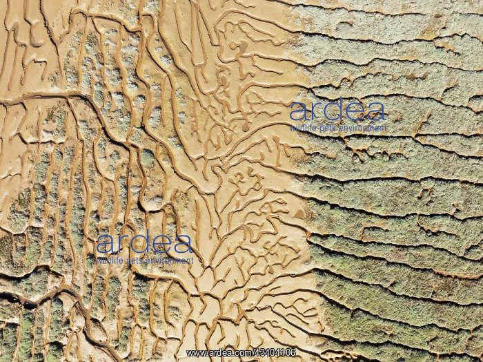 : Network of channels and streams at low tide. In : Network of channels and streams at low tide. In