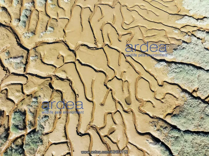 : Network of channels and streams at low tide. In : Network of channels and streams at low tide. In