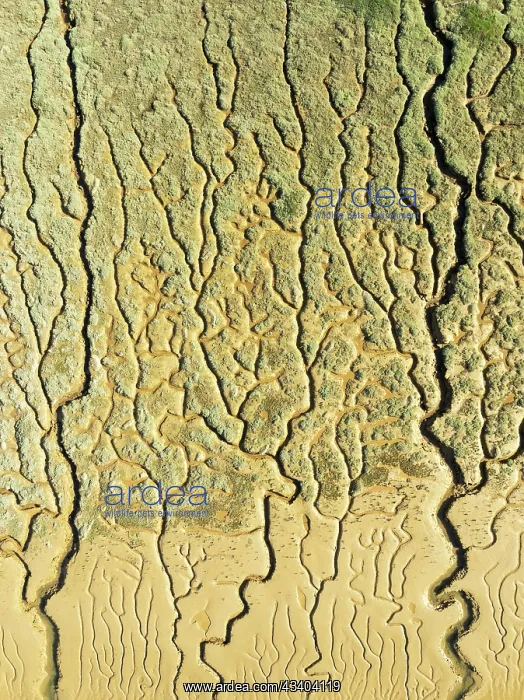 : Network of channels and streams at low tide. In : Network of channels and streams at low tide. In