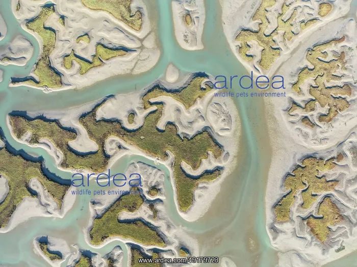 : Network of channels and streams at low tide : Network of channels and streams at low tide