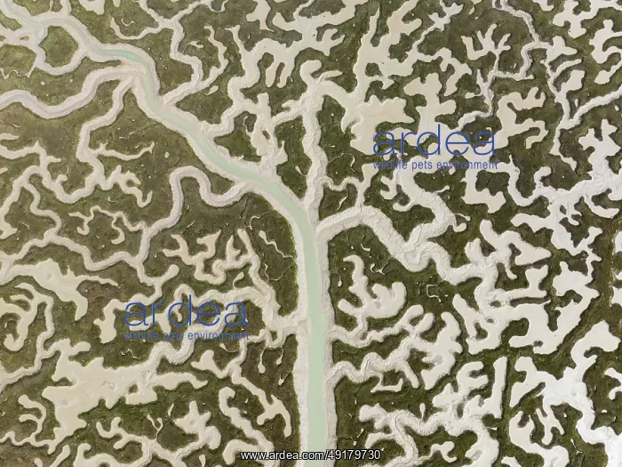 : Network of channels and streams at low tide : Network of channels and streams at low tide