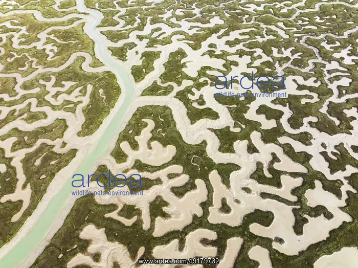 : Network of channels and streams at low tide : Network of channels and streams at low tide