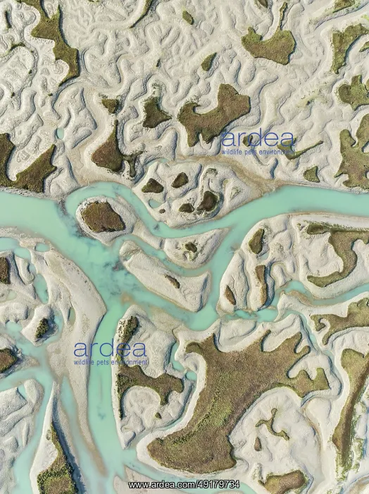 : Network of channels and streams at low tide : Network of channels and streams at low tide
