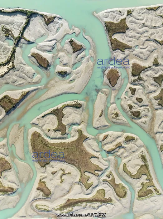 : Network of channels and streams at low tide : Network of channels and streams at low tide