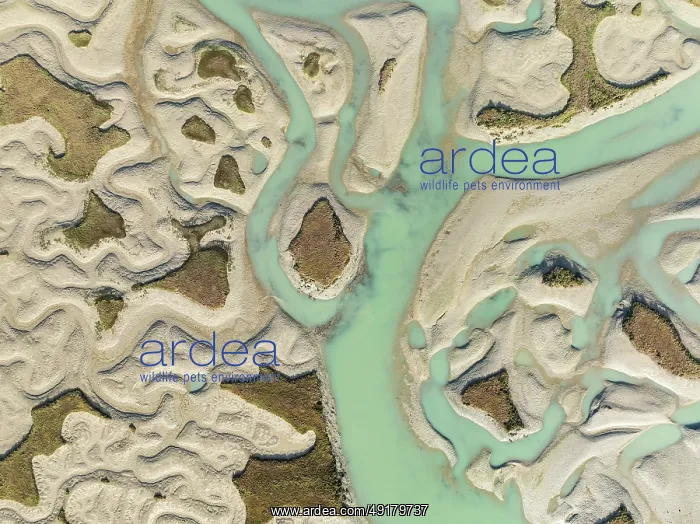 : Network of channels and streams at low tide : Network of channels and streams at low tide