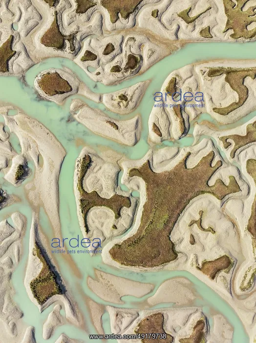 : Network of channels and streams at low tide : Network of channels and streams at low tide