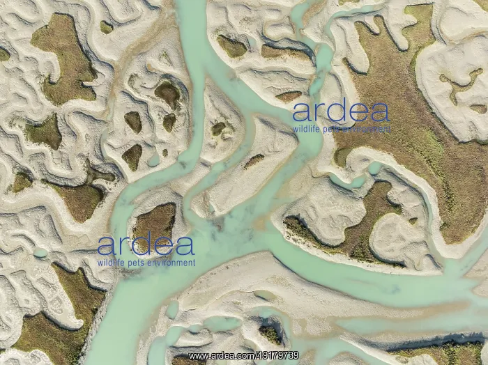 : Network of channels and streams at low tide : Network of channels and streams at low tide