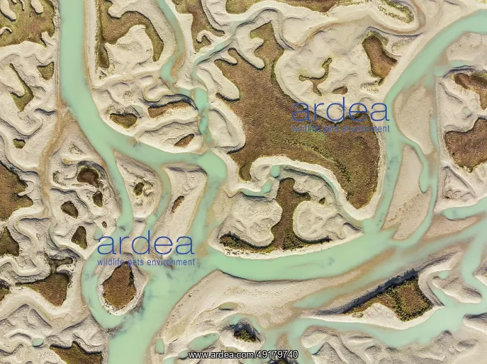 : Network of channels and streams at low tide : Network of channels and streams at low tide