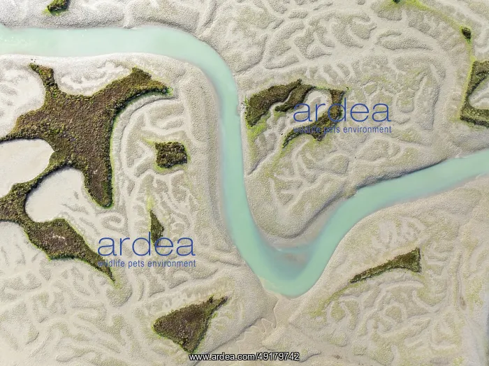 : Network of channels and streams at low tide : Network of channels and streams at low tide