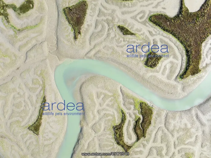 : Network of channels and streams at low tide : Network of channels and streams at low tide