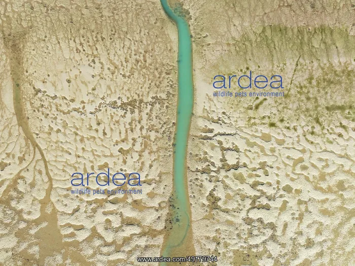 : Network of channels and streams at low tide : Network of channels and streams at low tide