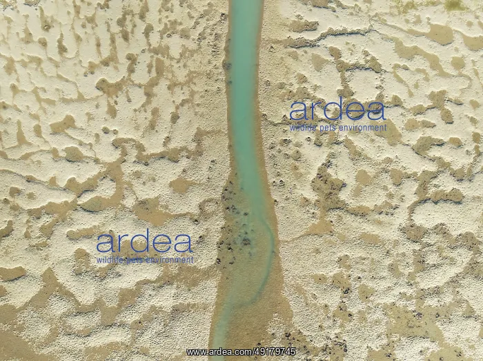 : Network of channels and streams at low tide : Network of channels and streams at low tide