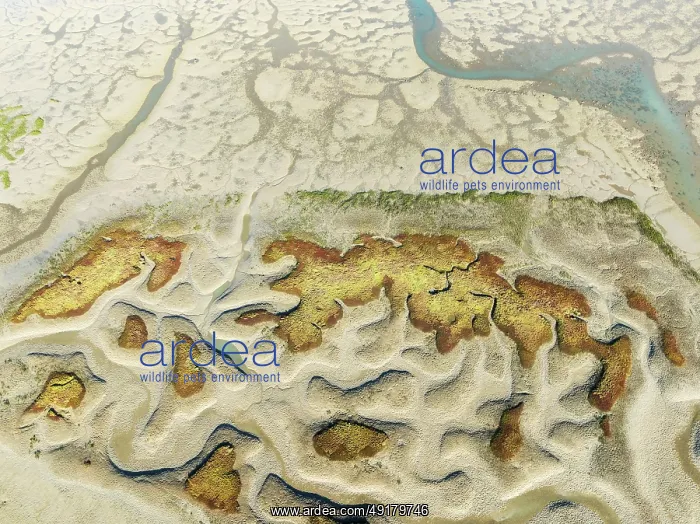 : Network of channels and streams at low tide : Network of channels and streams at low tide