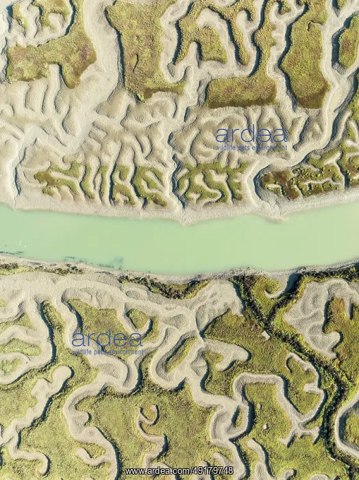 : Network of channels and streams at low tide : Network of channels and streams at low tide