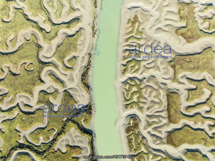 : Network of channels and streams at low tide : Network of channels and streams at low tide