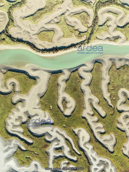 : Network of channels and streams at low tide : Network of channels and streams at low tide
