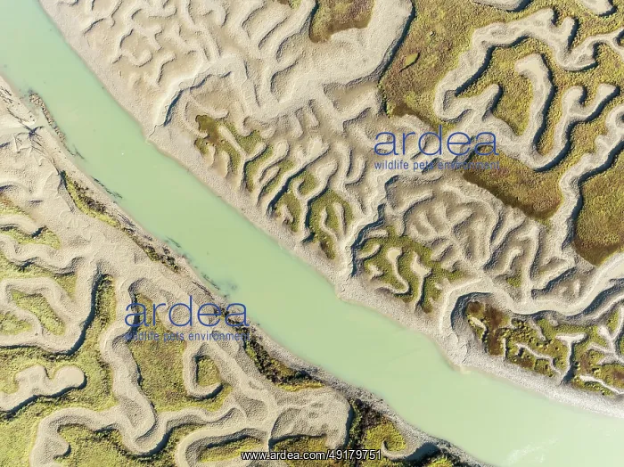 : Network of channels and streams at low tide : Network of channels and streams at low tide